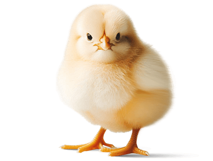 گروه صنعتی شیرزاد